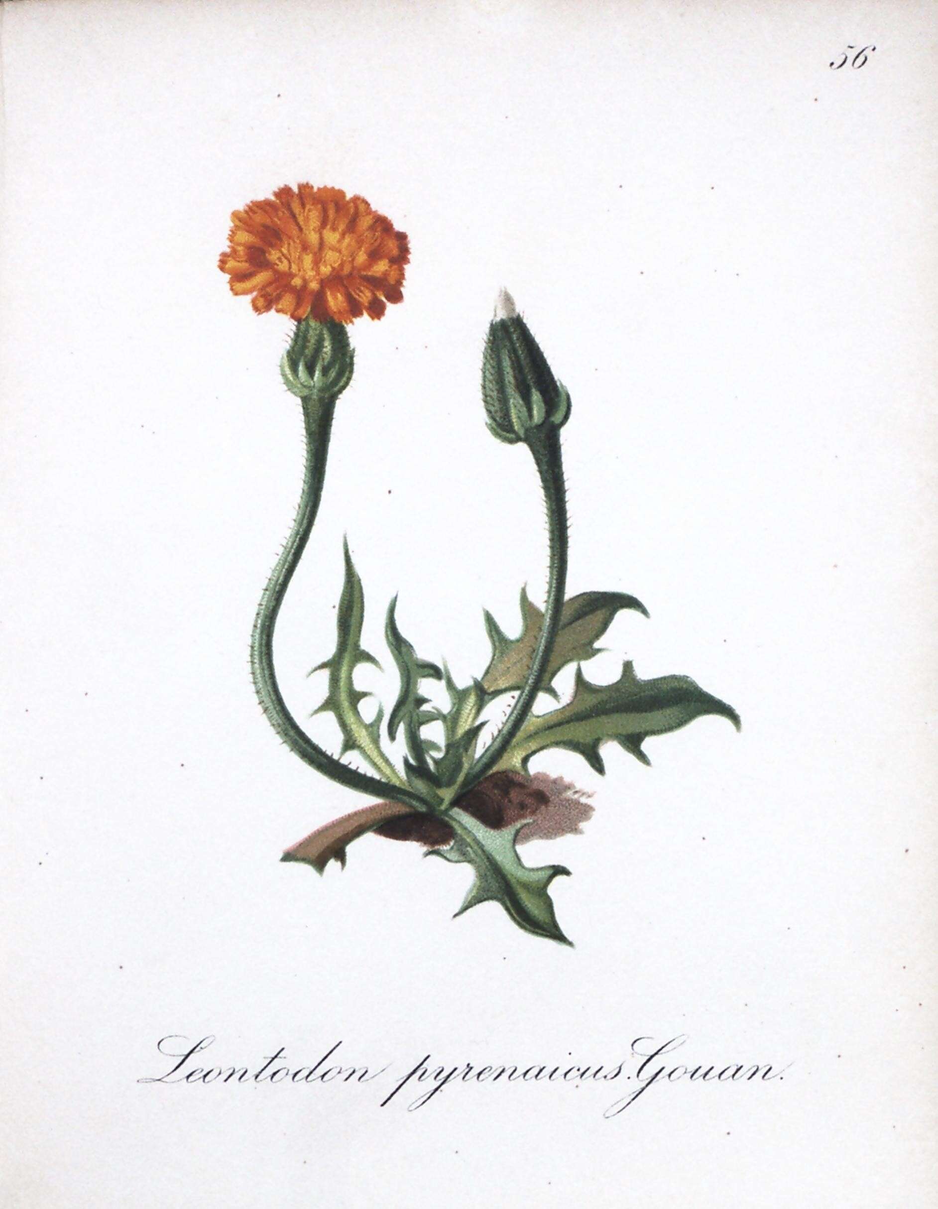 Image of Scorzoneroides pyrenaica subsp. pyrenaica