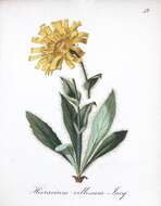 Image of woolly hawkweed