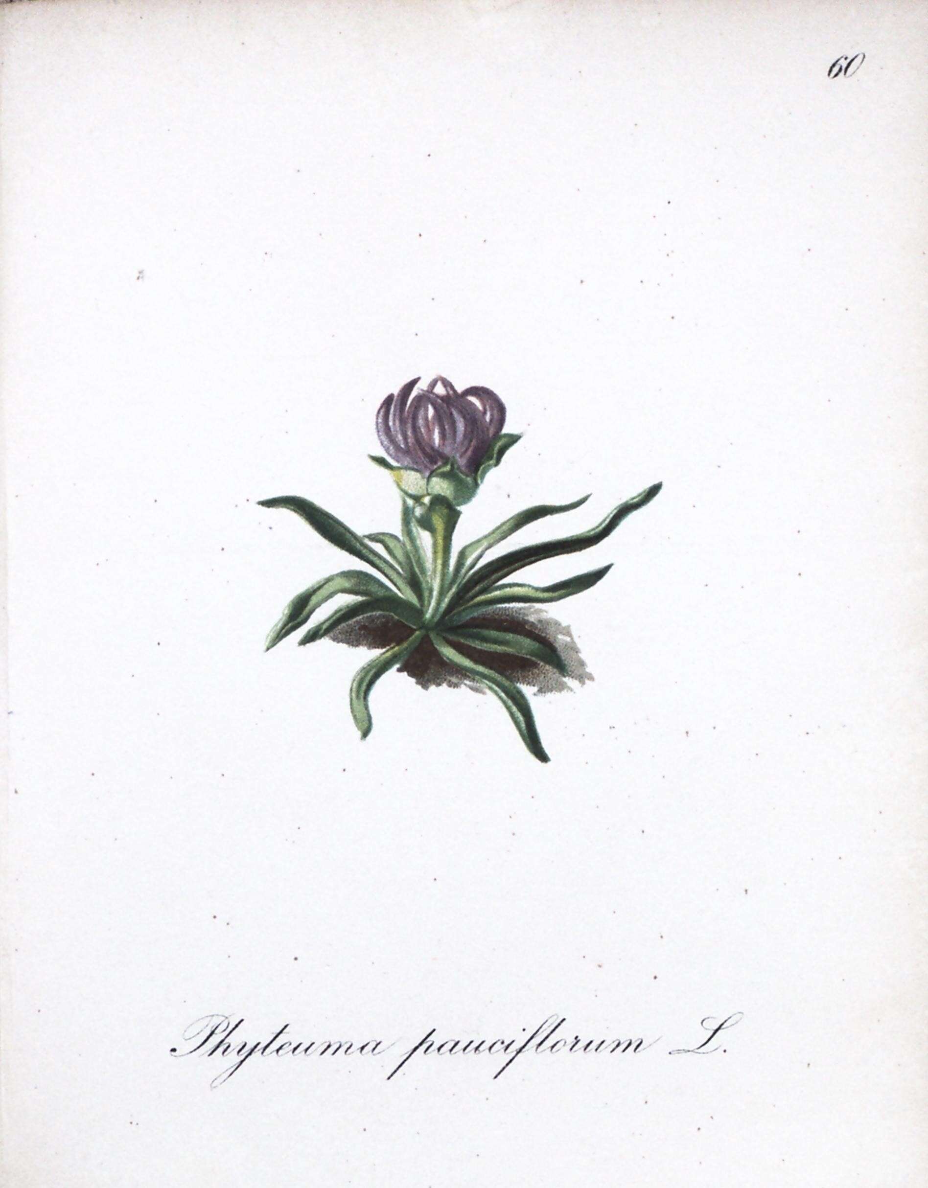 Image of Phyteuma globulariifolium Sternb. & Hoppe