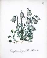 Image of Campanula cochleariifolia Lam.