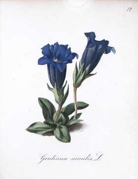 Image of Stemless Gentian