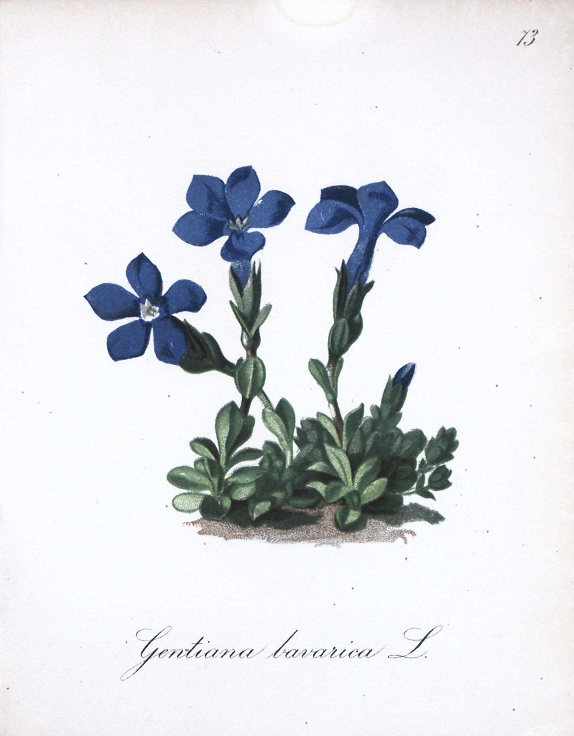 Image of Bavarian Gentian