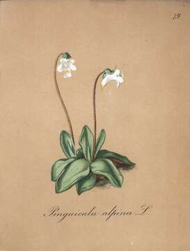 Image of Alpine Butterwort