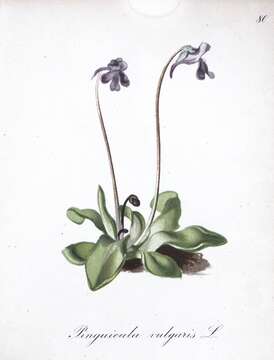 Image of Common butterwort