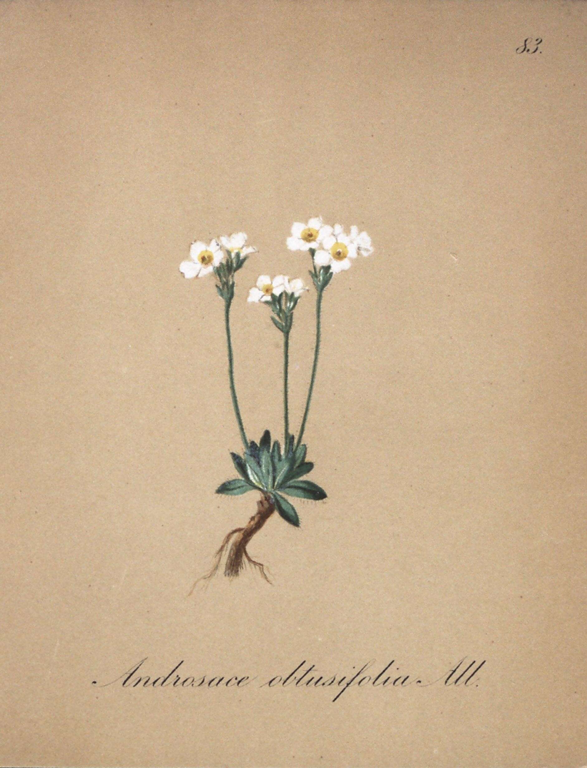 Image of Androsace obtusifolia All.