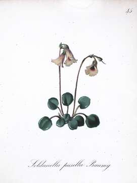 Soldanella minima subsp. minima resmi