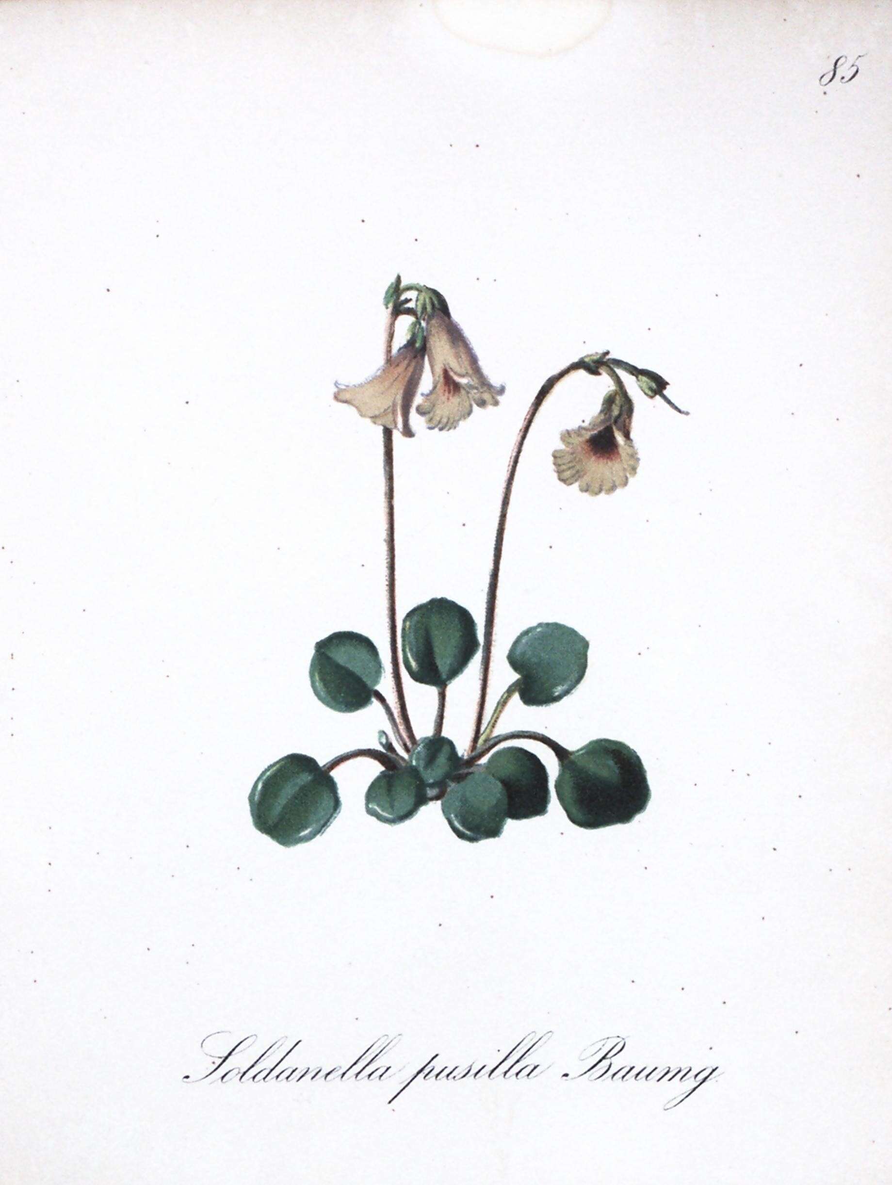 Soldanella minima subsp. minima resmi