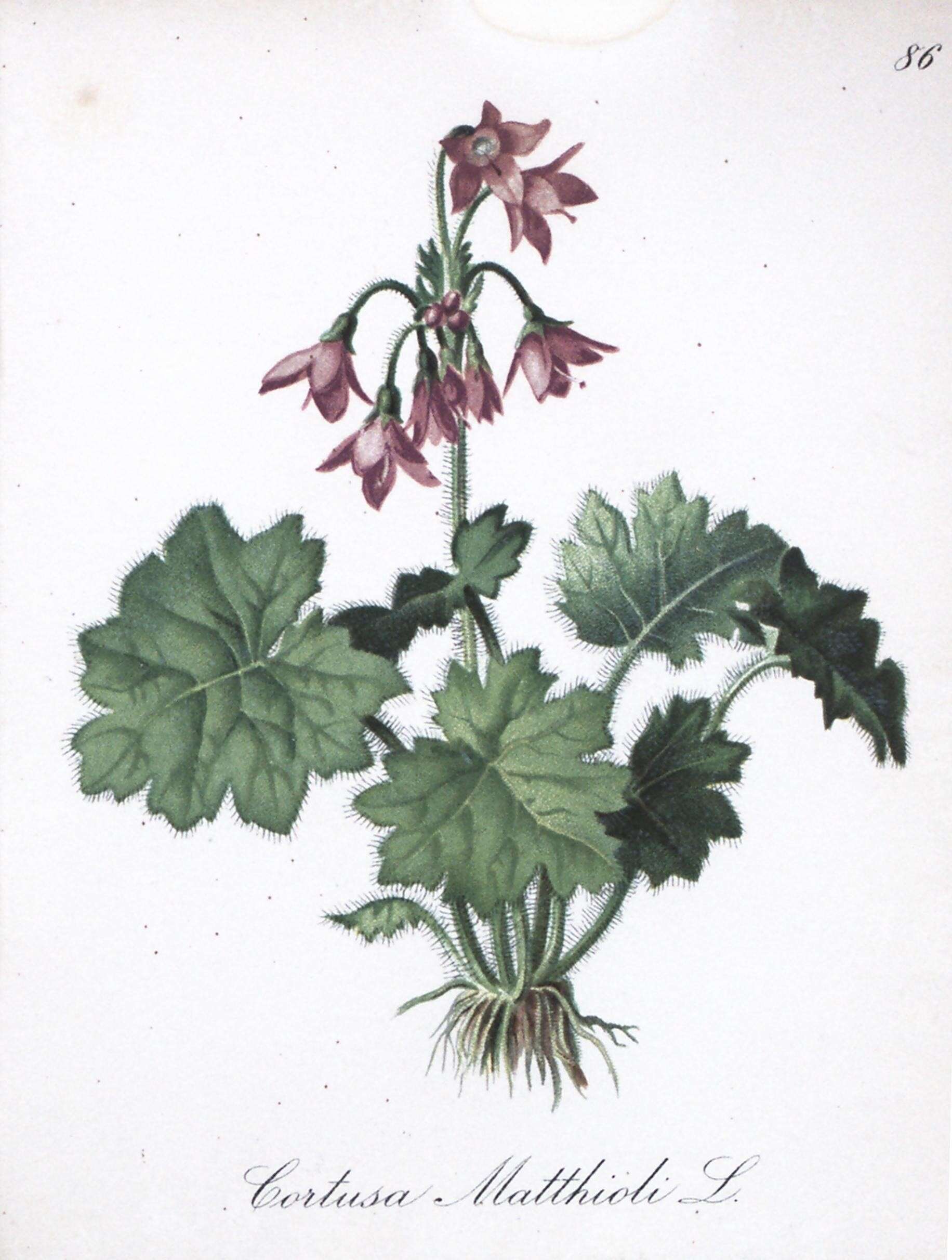 Image of Primula matthioli subsp. matthioli