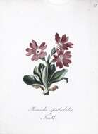 Imagem de Primula spectabilis Tratt.