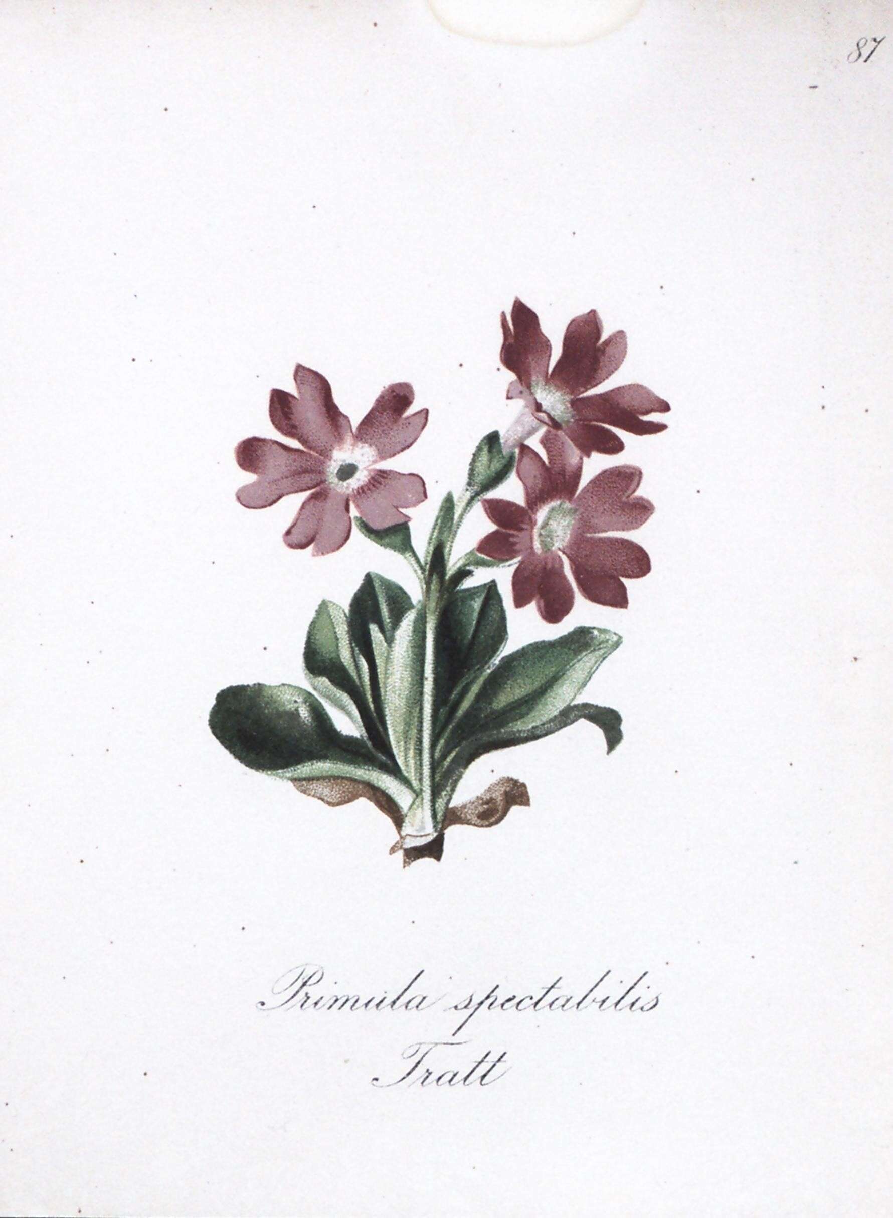 Sivun Primula spectabilis Tratt. kuva