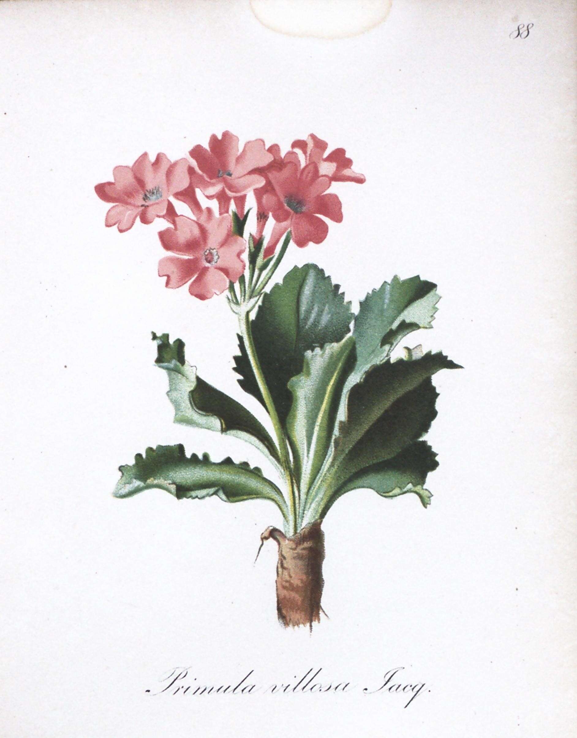 Imagem de Primula villosa Wulfen