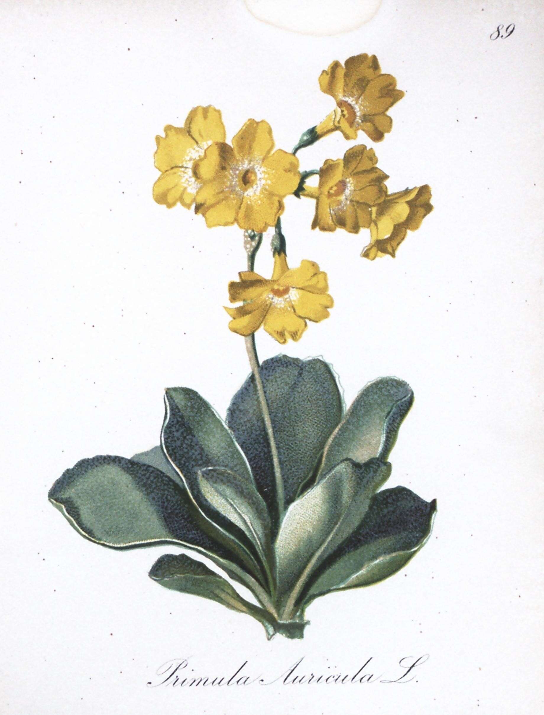 Image of Primula auricula L.