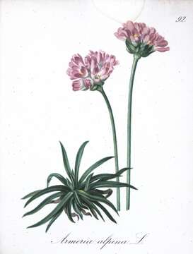 Image of Alpine Thrift