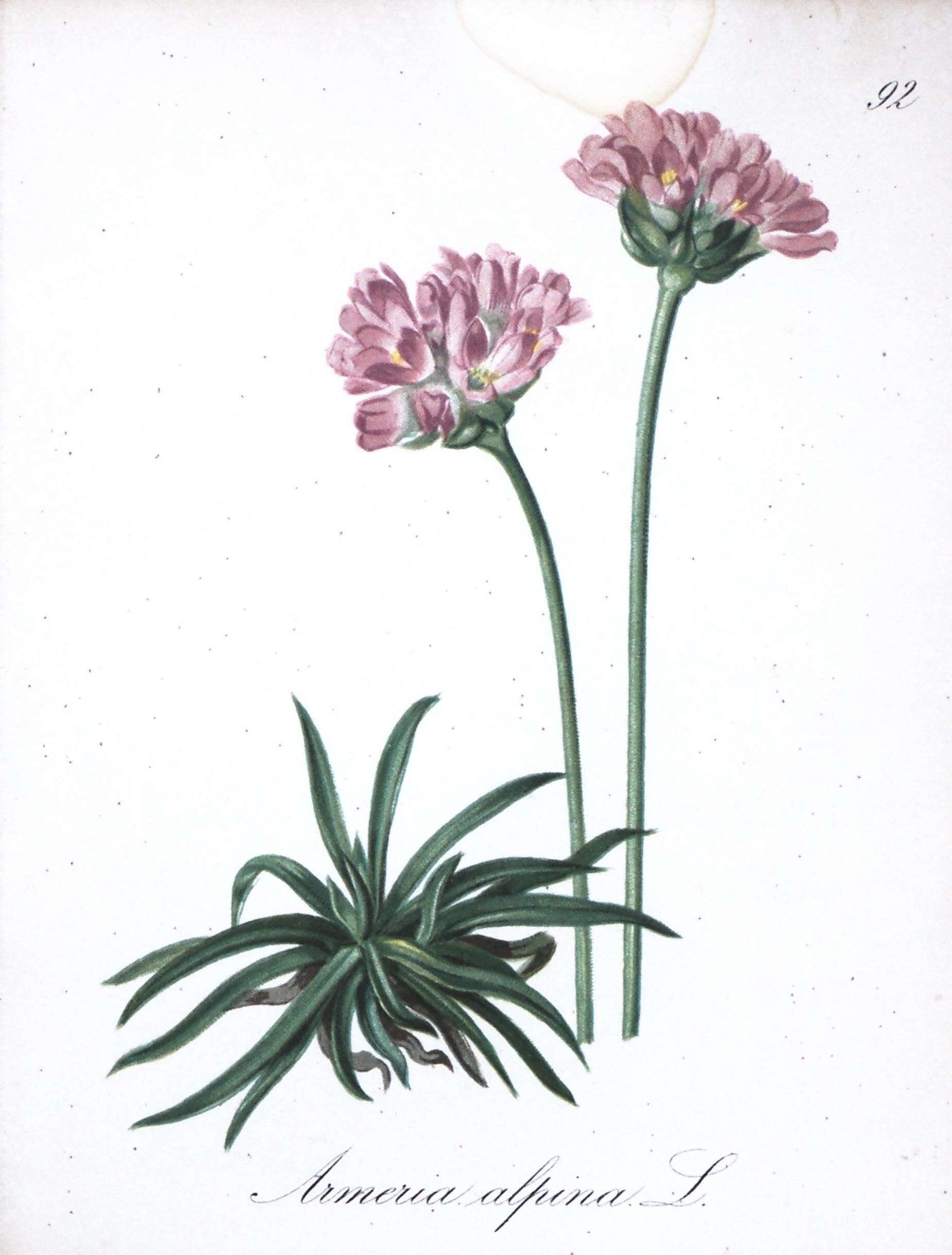 Image of Alpine Thrift