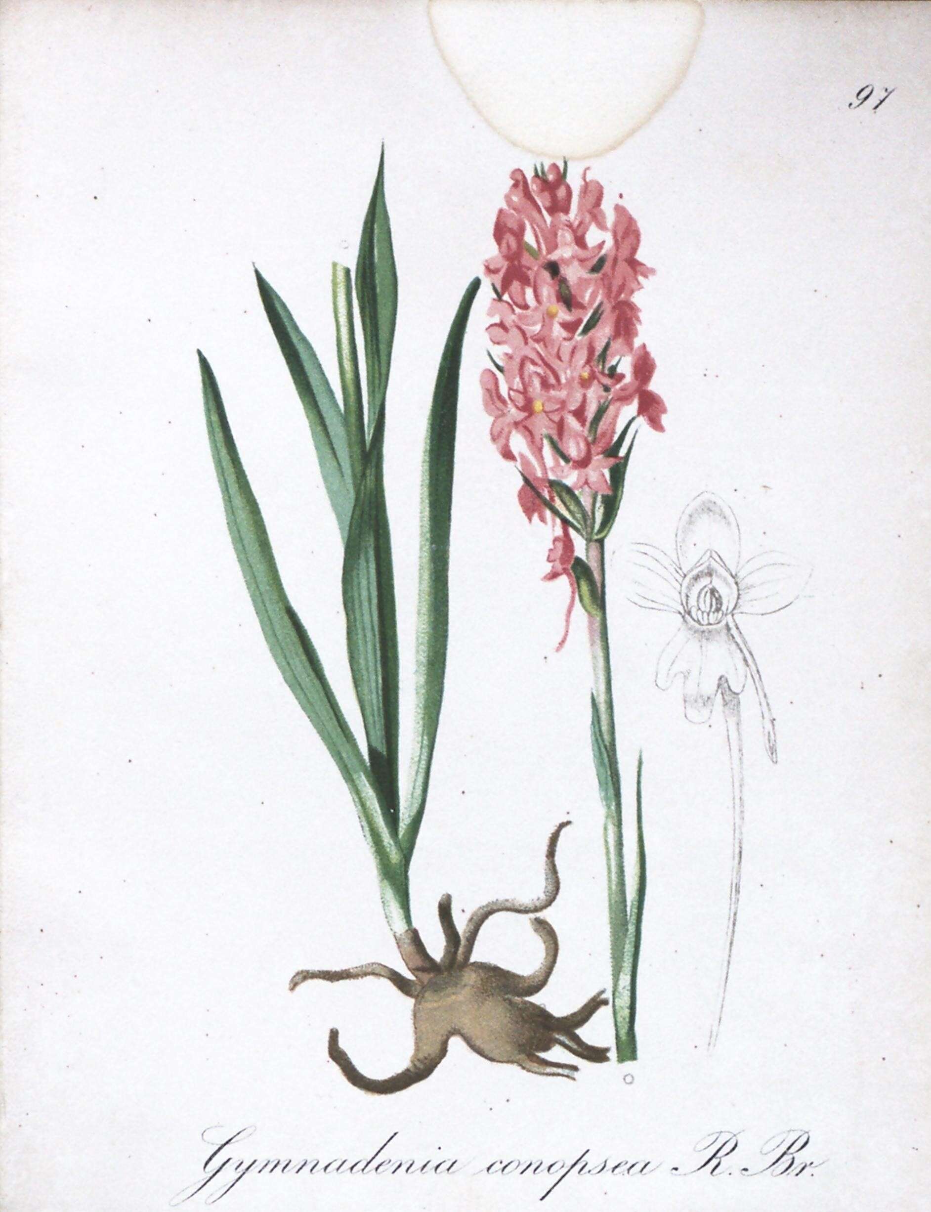 Image de Orchis moucheron