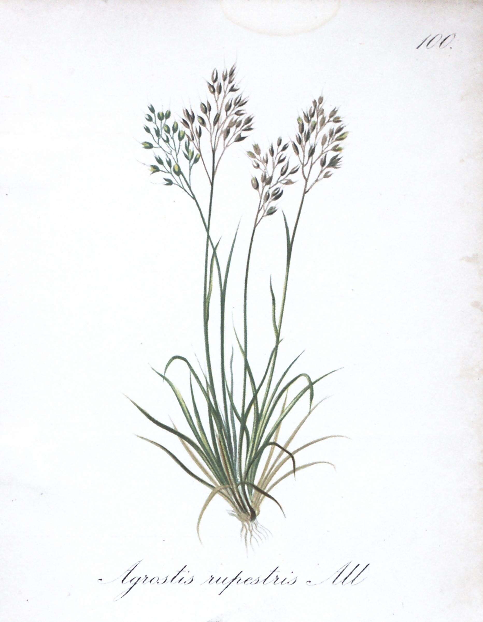 Image of Agrostis rupestris All.
