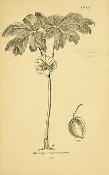 Image of mayapple