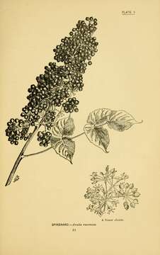 Image of American spikenard