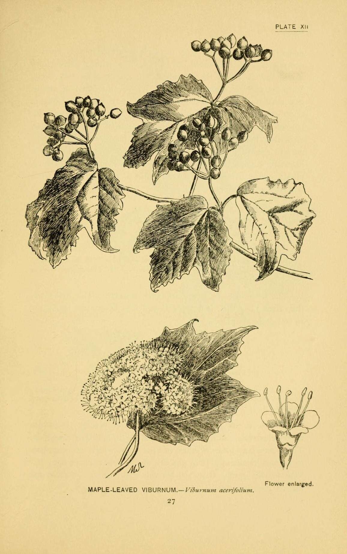 Image of moschatel family