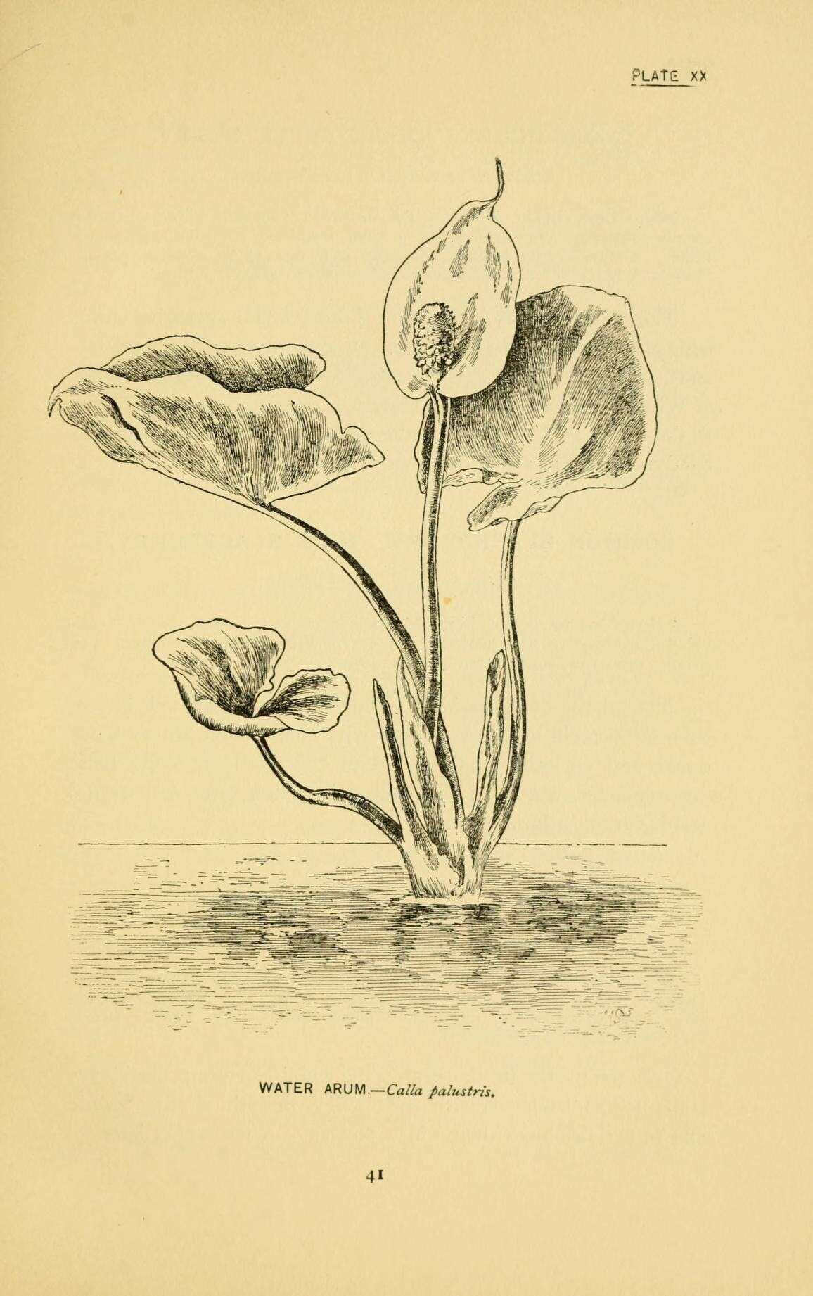 Image of callalily