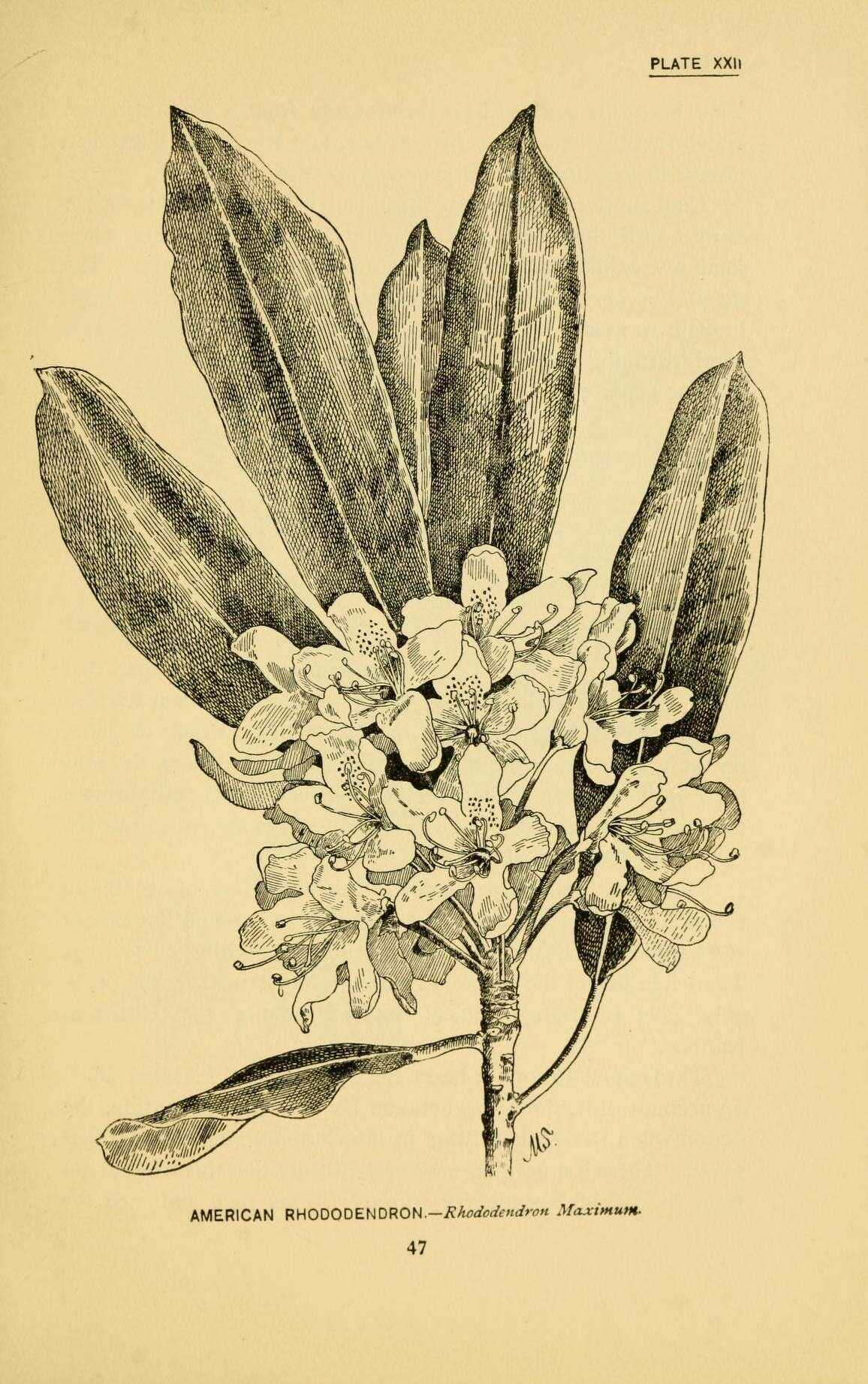 Image of great laurel