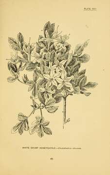 Rhododendron viscosum (L.) Torr. resmi