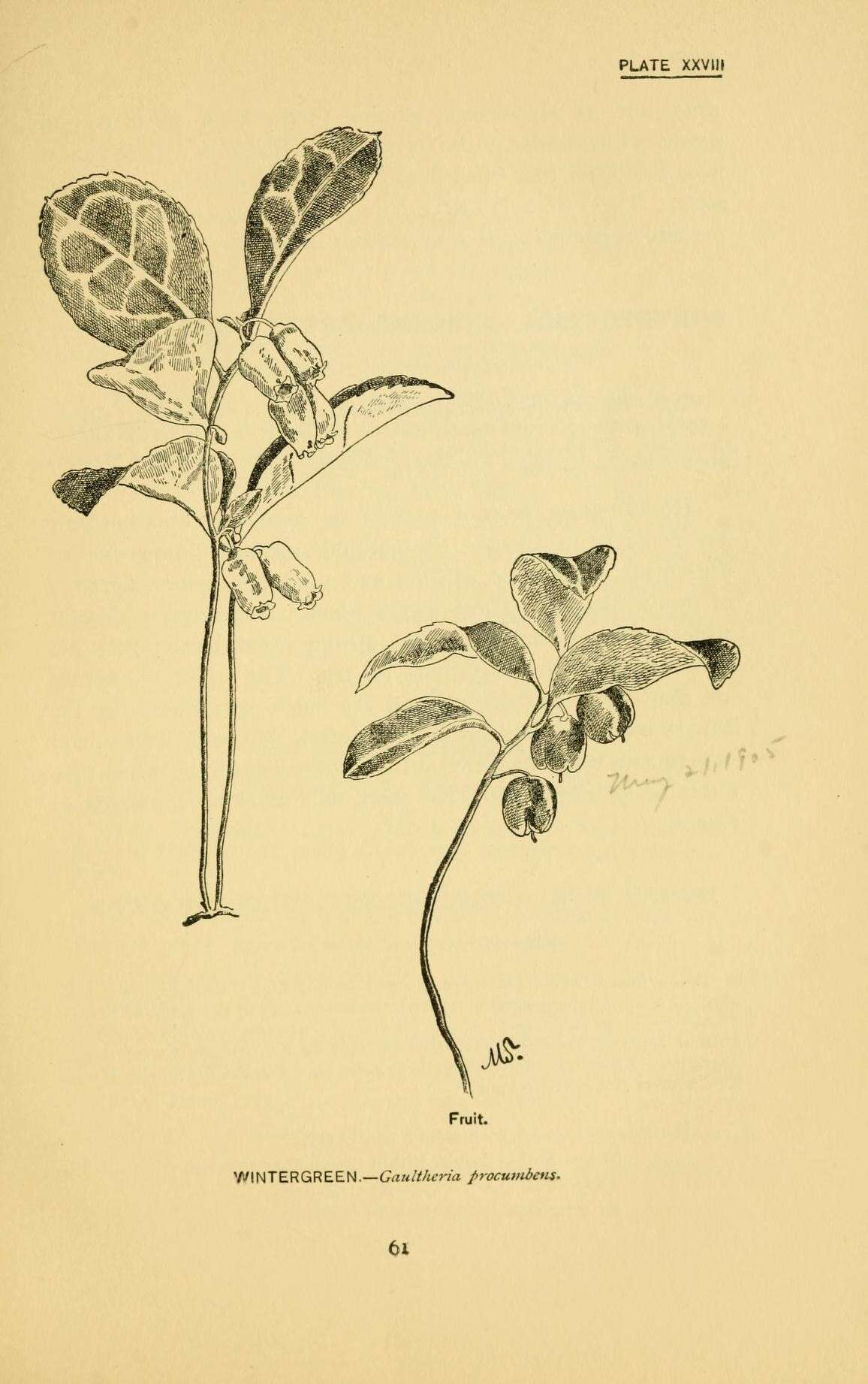 Gaultheria procumbens L. resmi