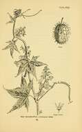 Image of Balsam-apple