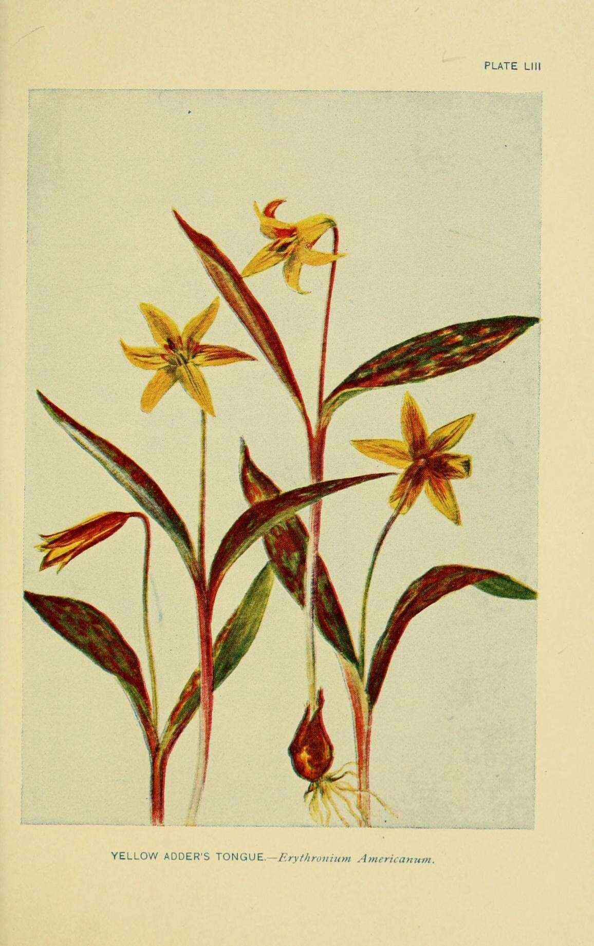 Image of dogtooth violet