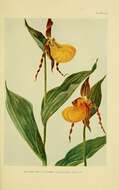 Image de Cypripedium parviflorum var. pubescens (Willd.) O. W. Knight