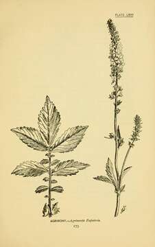 Image of Agrimony