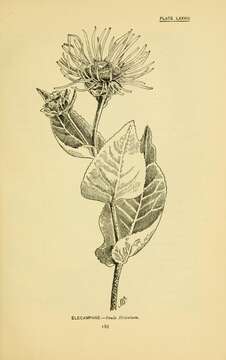 Image of Elecampane