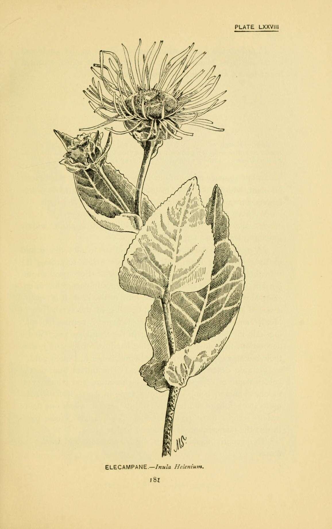 Inula helenium L. resmi