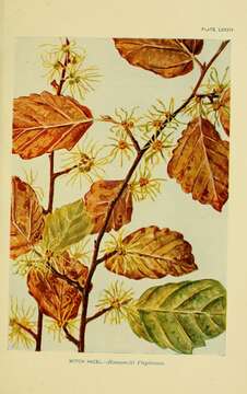 Imagem de Hamamelis virginiana L.