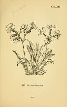 Image of Pennsylvania Catchfly