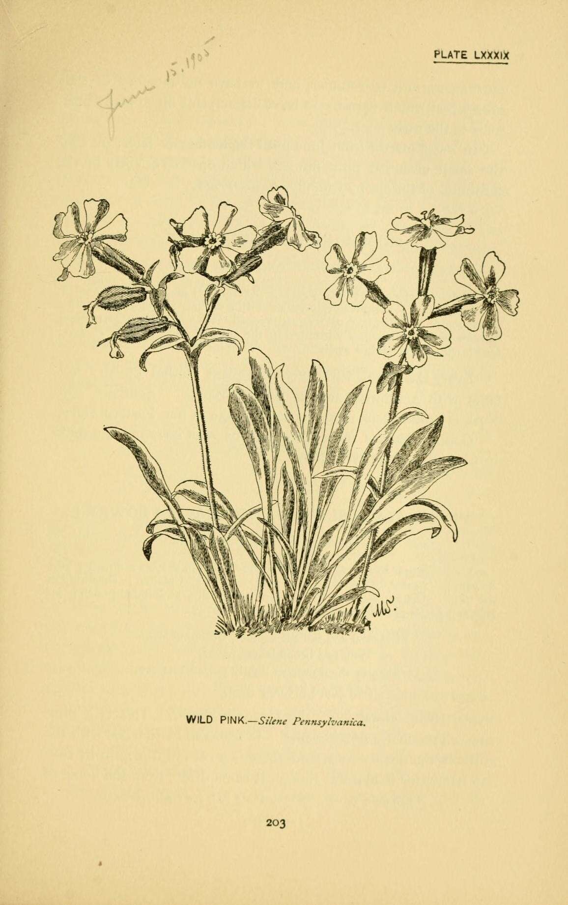 Image de Silene caroliniana subsp. pensylvanica (Michx.) R. T. Clausen