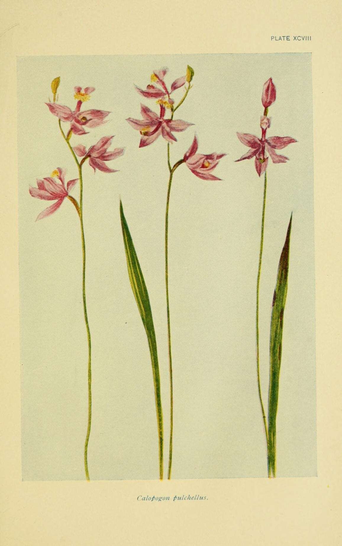 Image of Tuberous Grasspink