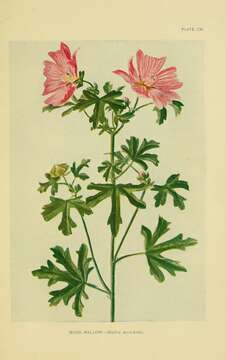 Image of musk mallow