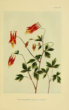 Image of red columbine