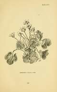 Image of Hepatica triloba