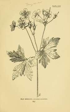 Image of spotted geranium