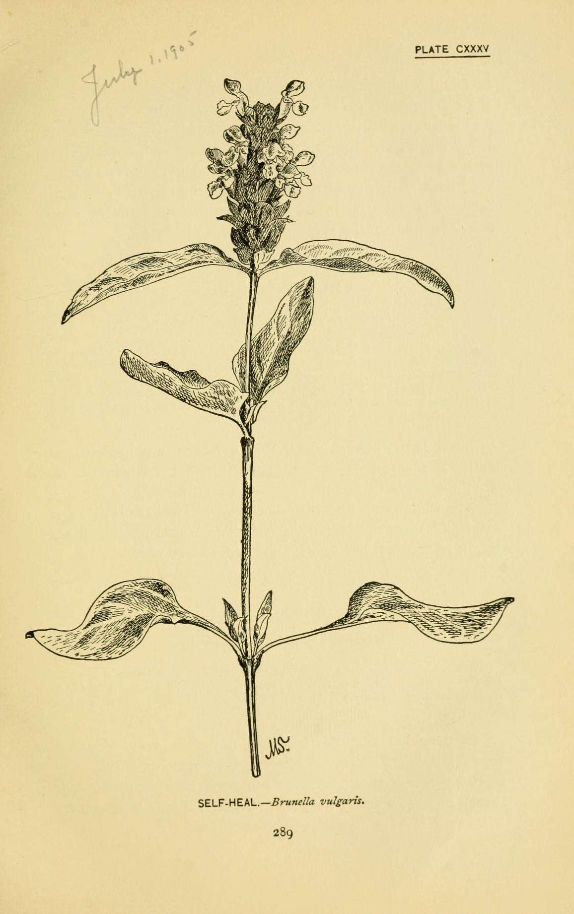 Image of common selfheal