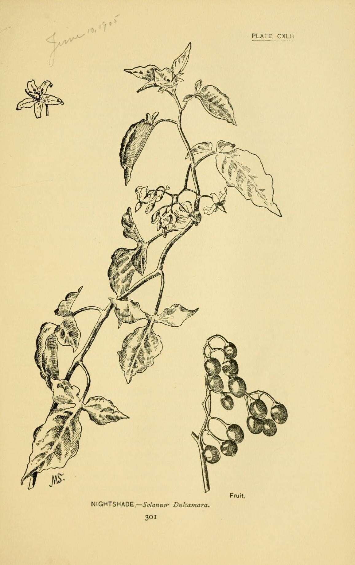 Image of bittersweet, woody nightshade