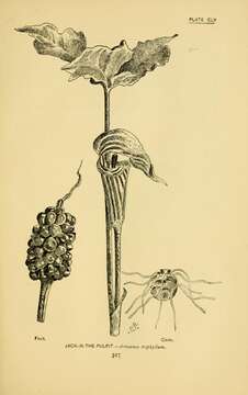 Image of Jack in the pulpit