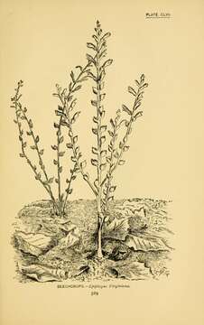 Image of broomrape family