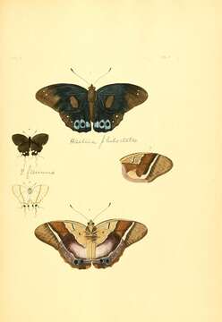 صورة Antirrhea philoctetes Linnaeus 1758