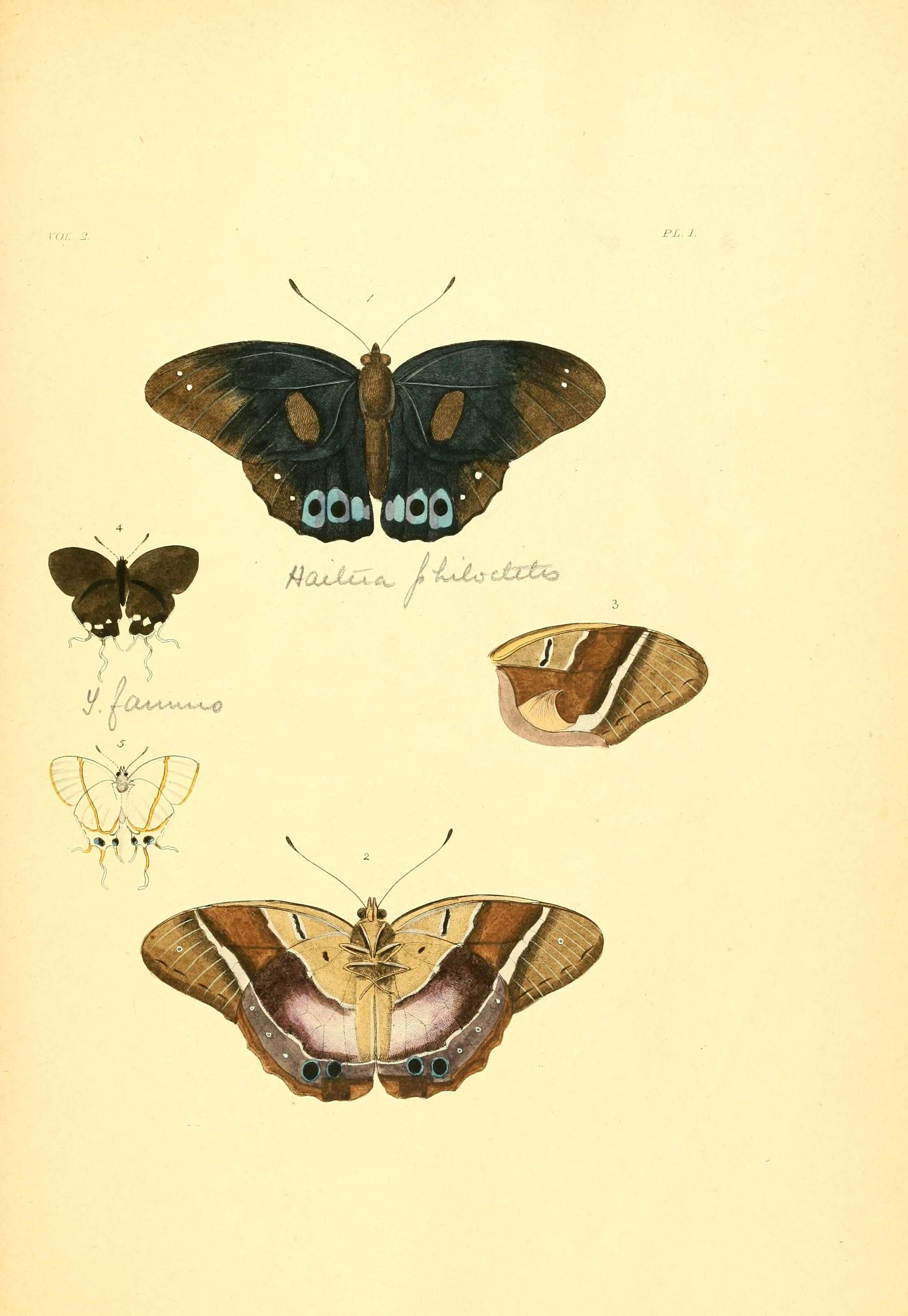 Image de Antirrhea philoctetes Linnaeus 1758