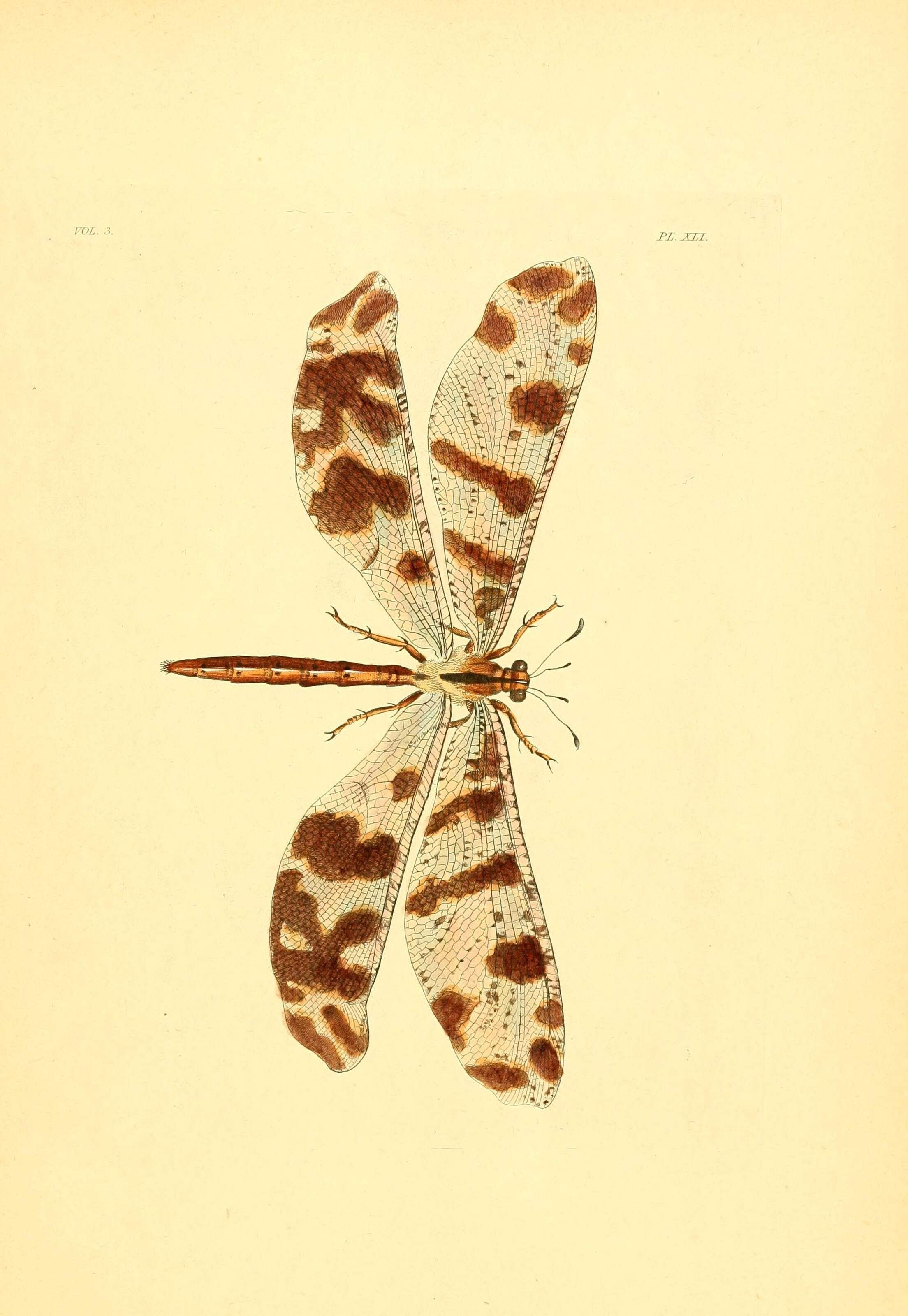 Image of Lachlathetes gigas (Dalman 1823)