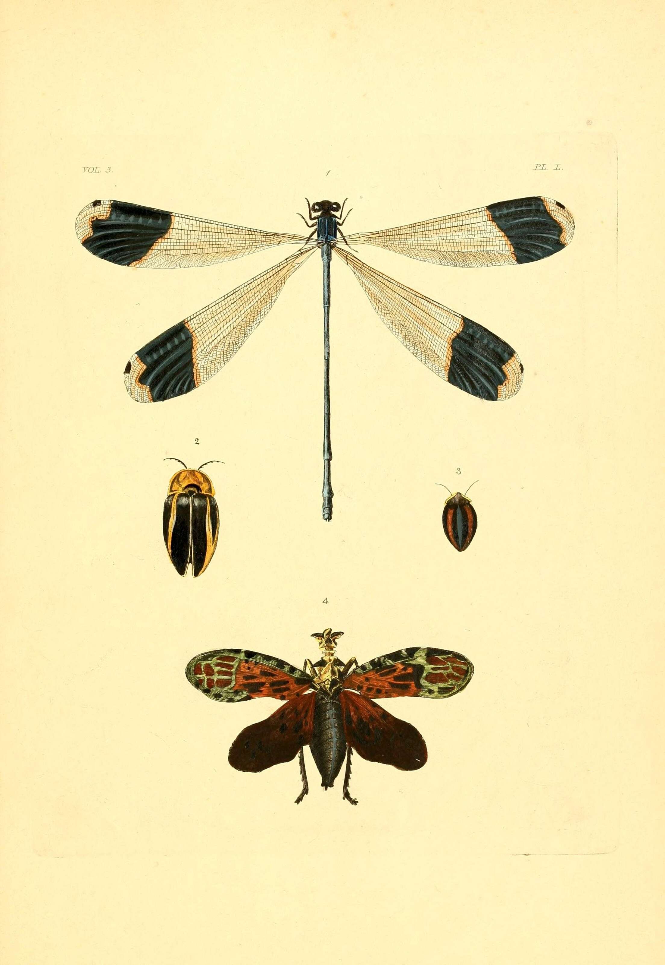 Imagem de Phoraspis picta (Drury 1782)