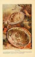 Image of Abalone